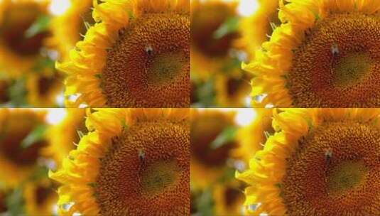 向日葵与蜜蜂特写高清在线视频素材下载