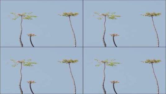 微风中摇曳的椿树高清在线视频素材下载