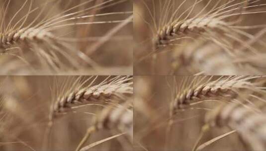 一穗成熟的黄色麦穗高清在线视频素材下载