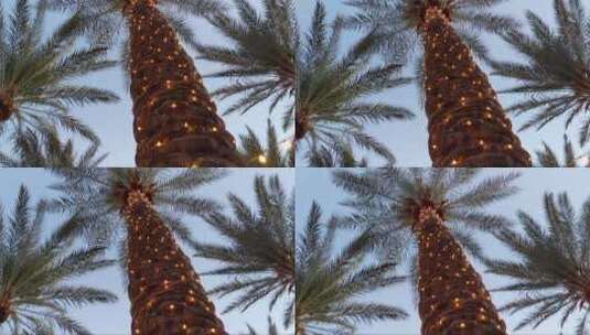 日落时的派对棕榈树高清在线视频素材下载