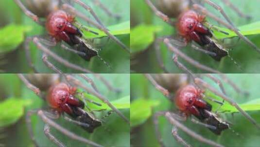 蜘蛛吃昆虫高清在线视频素材下载