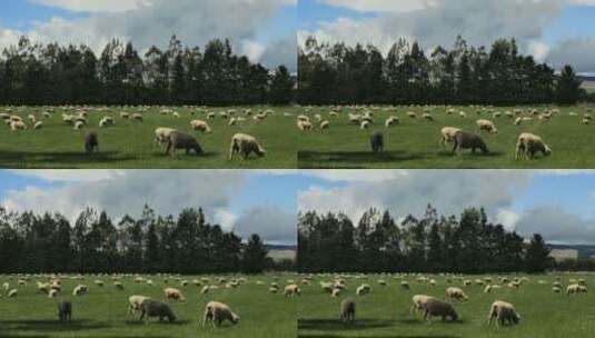 牧场上的羊群高清在线视频素材下载