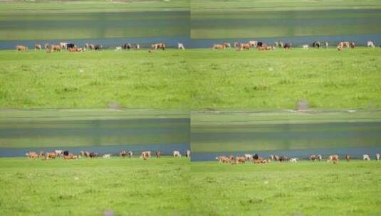 湖边草地上的牛羊群高清在线视频素材下载