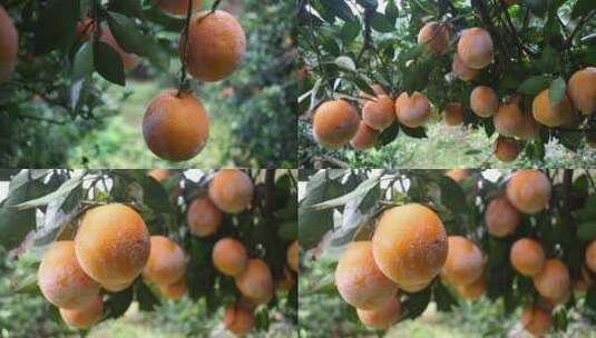 赣南脐橙脐橙果园脐橙丰收季节高清在线视频素材下载