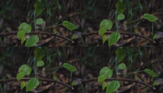 4K唯美雨景-森林景观雨滴落在植物叶片空镜高清在线视频素材下载