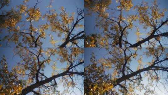 秋季的银杏树枝叶高清在线视频素材下载