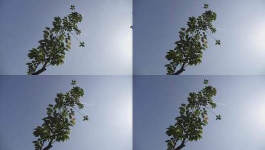 孤单的树高清在线视频素材下载