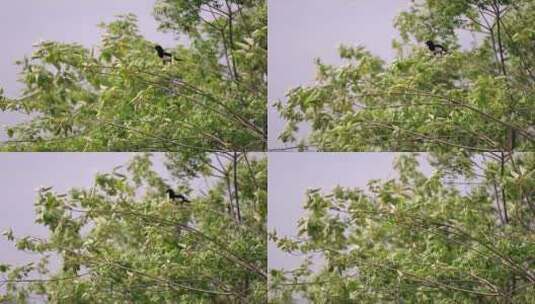 风中摇动枝头上的喜鹊高清在线视频素材下载