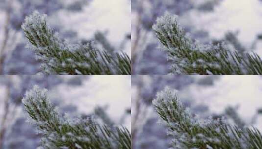 4K冬日冬季雪地阳光穿过植物雾凇冰挂高清在线视频素材下载