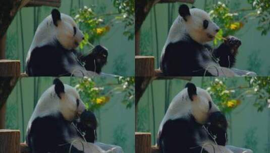 动物园国宝大熊猫高清在线视频素材下载