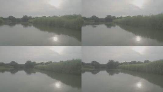 杭州西溪湿地水上芦苇荡游船风光高清在线视频素材下载