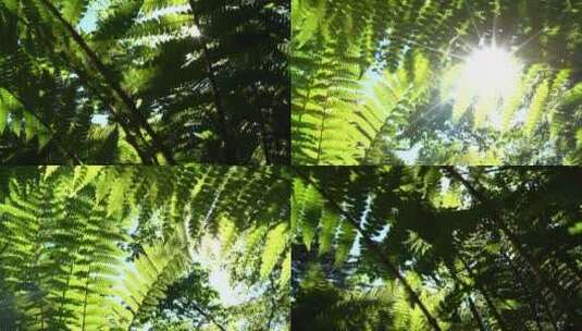 林间小景 日出 太阳 树木 花草 昆虫高清在线视频素材下载