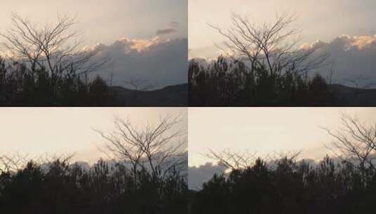 天空与树木高清在线视频素材下载