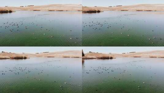 美国科罗拉多州汽船泉，一群鸭子在水面上休息高清在线视频素材下载