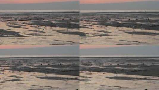 日落时分大海滩涂上的白鹭在觅食高清在线视频素材下载
