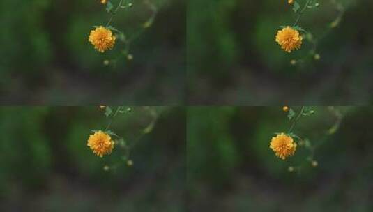 春天的花草集高清在线视频素材下载