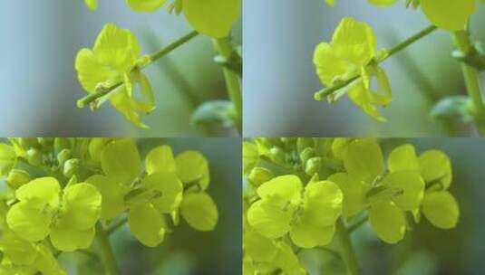 微距拍摄油菜花高清在线视频素材下载