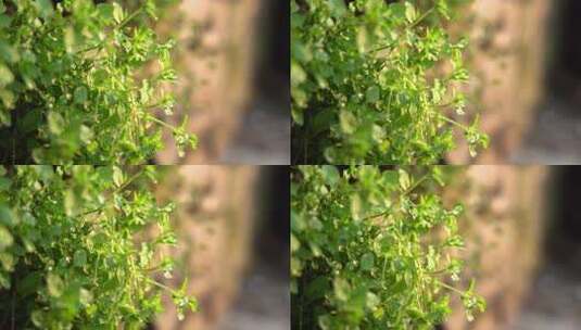 4K春天植物微距光影水珠空镜意境实拍视频高清在线视频素材下载