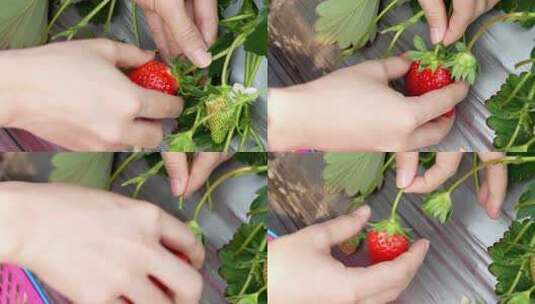 大棚种植草莓采摘高清在线视频素材下载