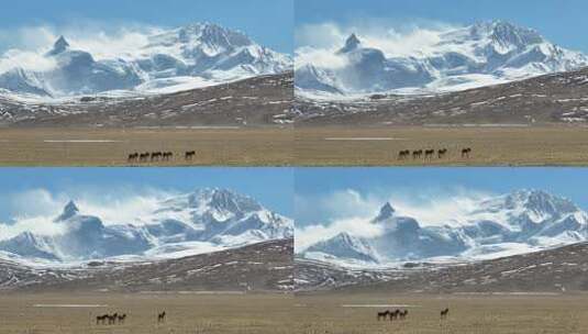 西藏雪山下的藏野驴高清在线视频素材下载