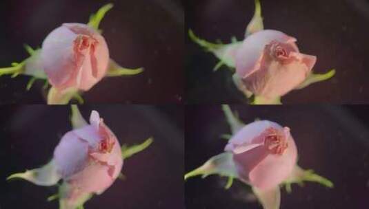 花苞玫瑰花蕾520鲜花 (21)高清在线视频素材下载
