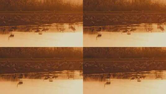 日落时分湖面鸟类羊群倒影高清在线视频素材下载
