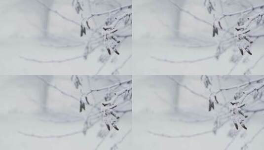 雪域森林的树枝高清在线视频素材下载