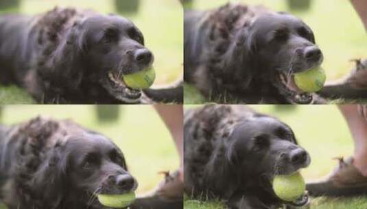 宠物狗在草地上咬网球高清在线视频素材下载