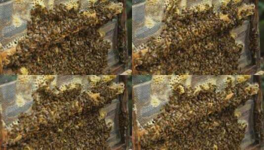 意大利蜜蜂高清在线视频素材下载