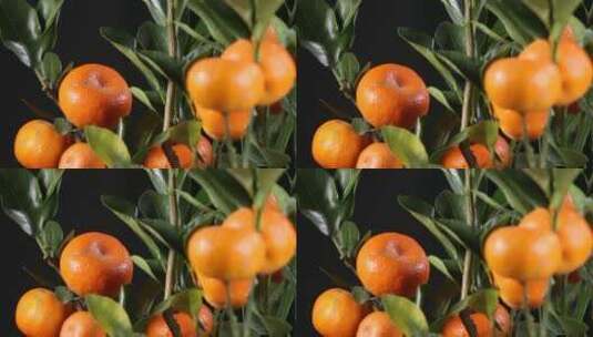 盆栽观赏橘子金桔 (3)高清在线视频素材下载