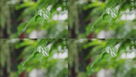 清新的雨景高清在线视频素材下载