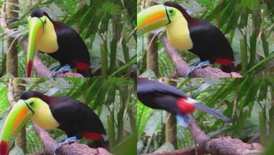 一只龙骨嘴巨嘴鸟站在丛林中的树枝上高清在线视频素材下载