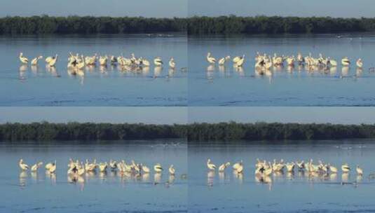 滨鸟栖息在湿地高清在线视频素材下载