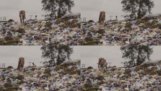 马在尼日利亚垃圾堆高清在线视频素材下载