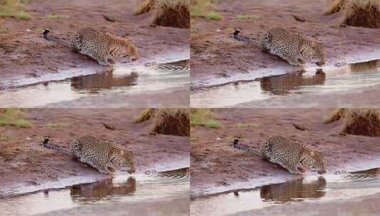 豹子在喝水高清在线视频素材下载