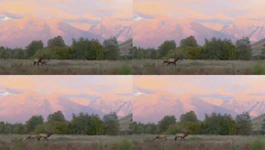山谷里的麋鹿 高清在线视频素材下载