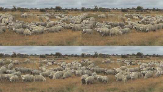 草原上的羊群高清在线视频素材下载