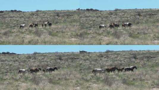 野马和驴子在牧场吃草高清在线视频素材下载