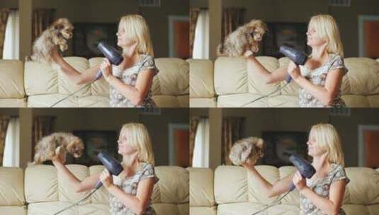 女人用吹风机烘干小狗高清在线视频素材下载