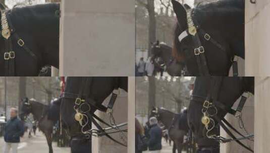 白厅骑兵团的马高清在线视频素材下载