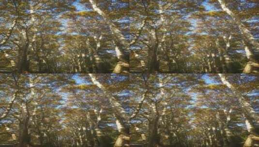 秋天 枫叶林 枯黄 树叶 竖屏高清在线视频素材下载