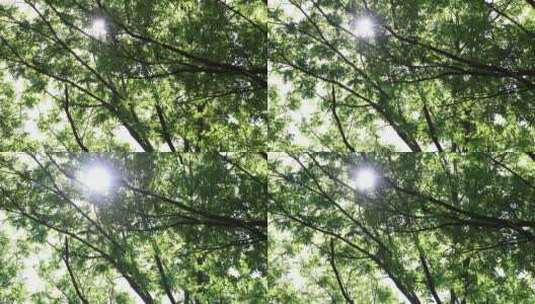 微风吹动着树枝 夏日阳光树叶光影空镜头高清在线视频素材下载