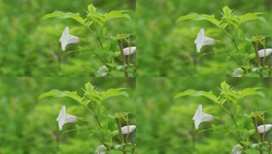 实拍唯美夏日风光牵牛花自然空境视频素材高清在线视频素材下载