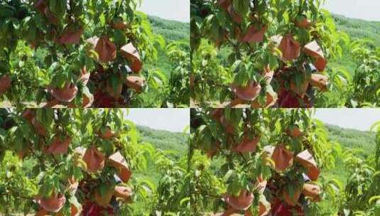 农民干活 农民给桃树套袋高清在线视频素材下载
