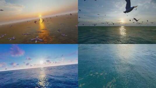 清晨大海海鸥飞舞高清在线视频素材下载