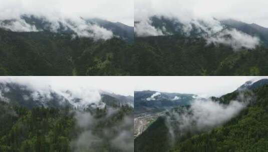 早晨云雾弥漫的森林雨林高清在线视频素材下载