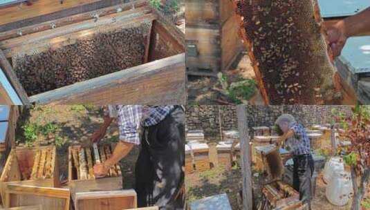 蜂蜜 野生蜂蜜 蜂箱 采蜜 养蜂人高清在线视频素材下载