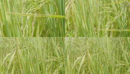 水稻在风中轻轻摇摆高清在线视频素材下载