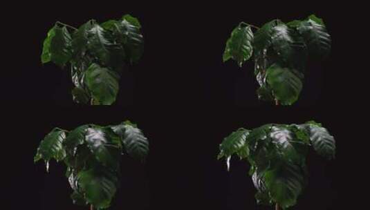 绿色植物延时-咖啡植物延时高清在线视频素材下载