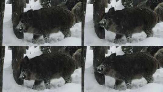 雪地里的野猪高清在线视频素材下载